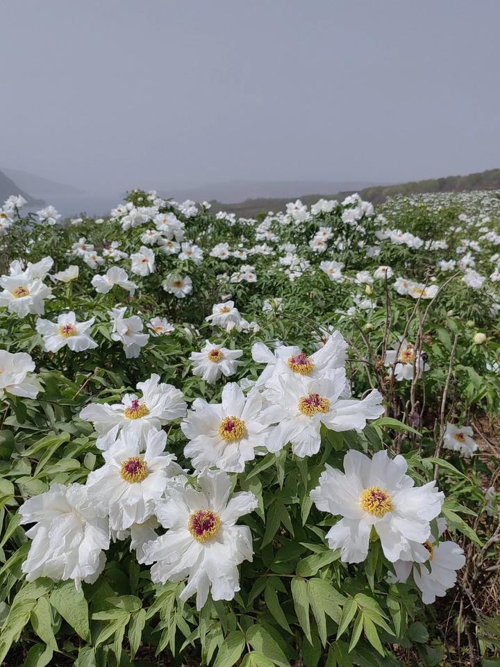 上联：一川烟雨皆如画，如何对下联 半岭云霞尽入诗