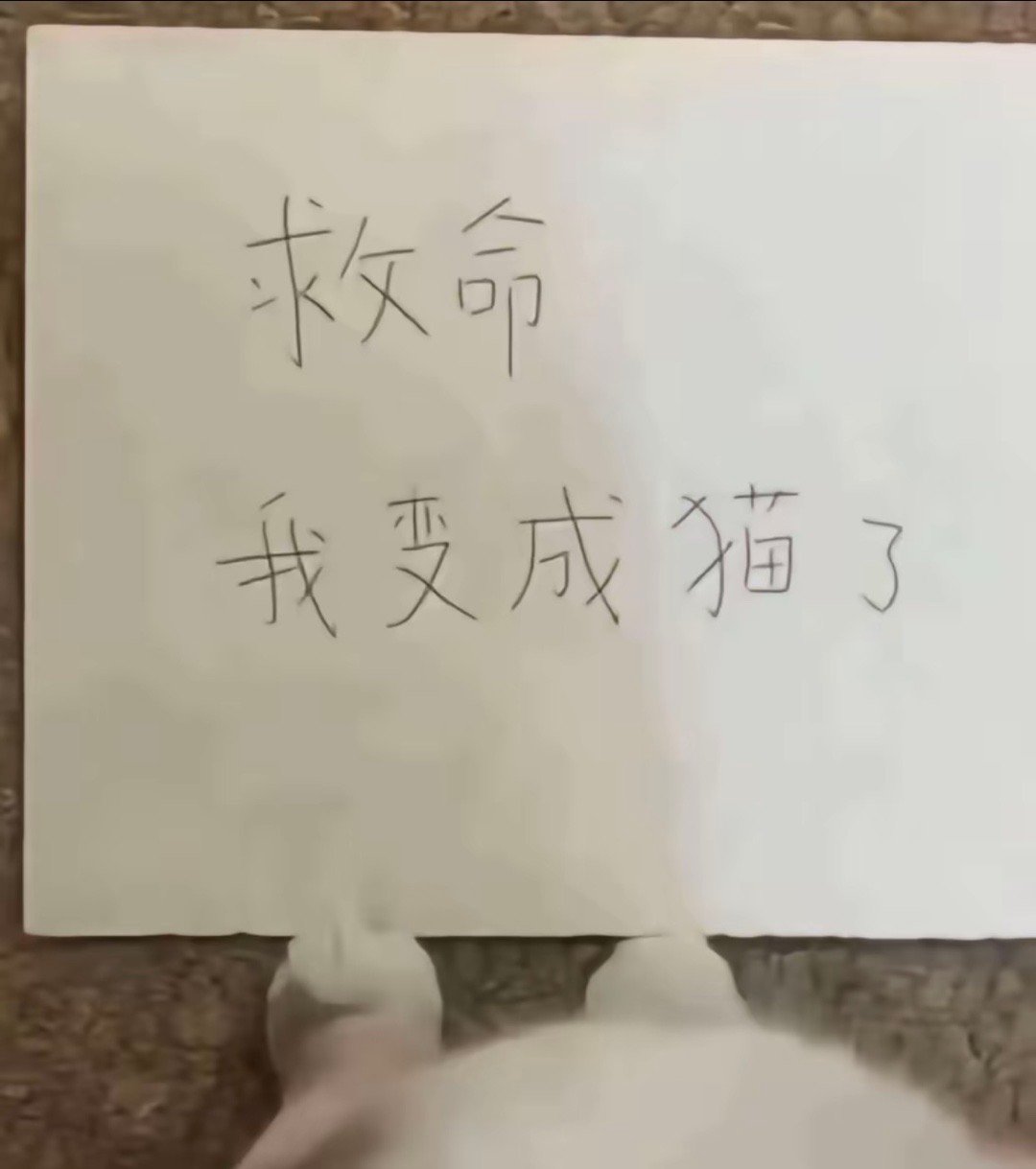 救命，我变成猫了。恋与深空 - 祁煜 - 请多多支持我们猫猫鱼喵 