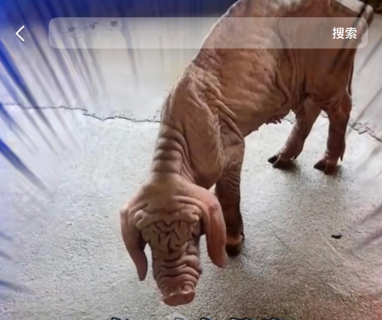 第一次见骨瘦如柴的猪天啊，小猪还是胖胖的比较可爱