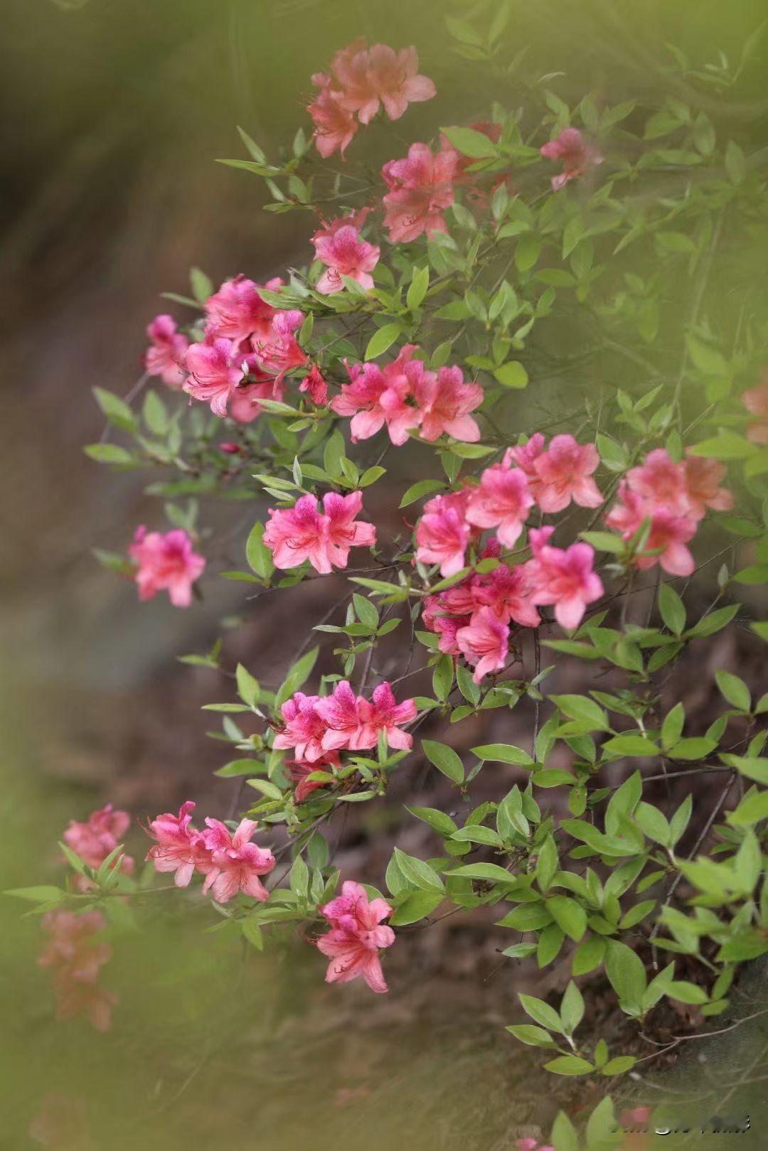 杜鹃花千百种,你最喜欢哪一种?人间四月芳菲尽，岭上开遍映山红，孝昌县丰山镇祝河村