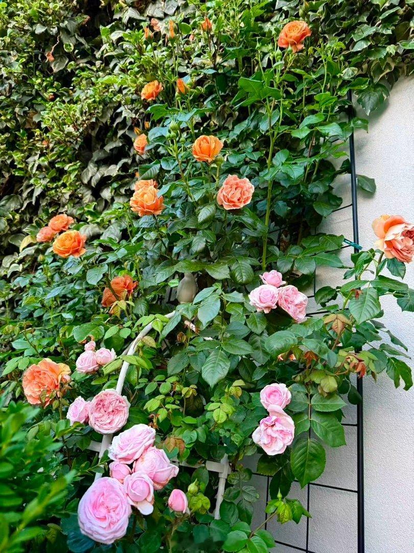 乖妈的好友在我们离家期间对乖妈的🌹照顾不错，我们回家后迎来百花齐放的盛况。 