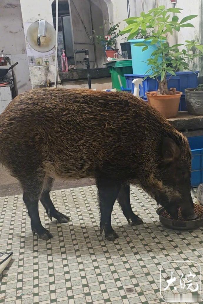 野猪跑到家男子租独栋房屋饲养一年马上快过年了，不知道会不会借野猪身上的东西一用？