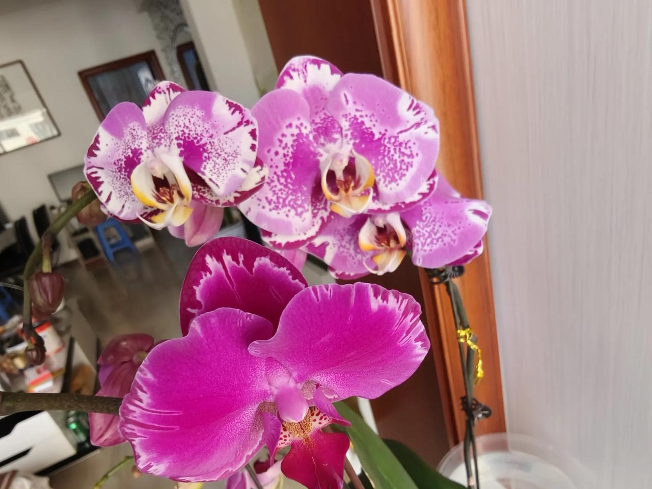 家里的阳台都能养什么开花植物