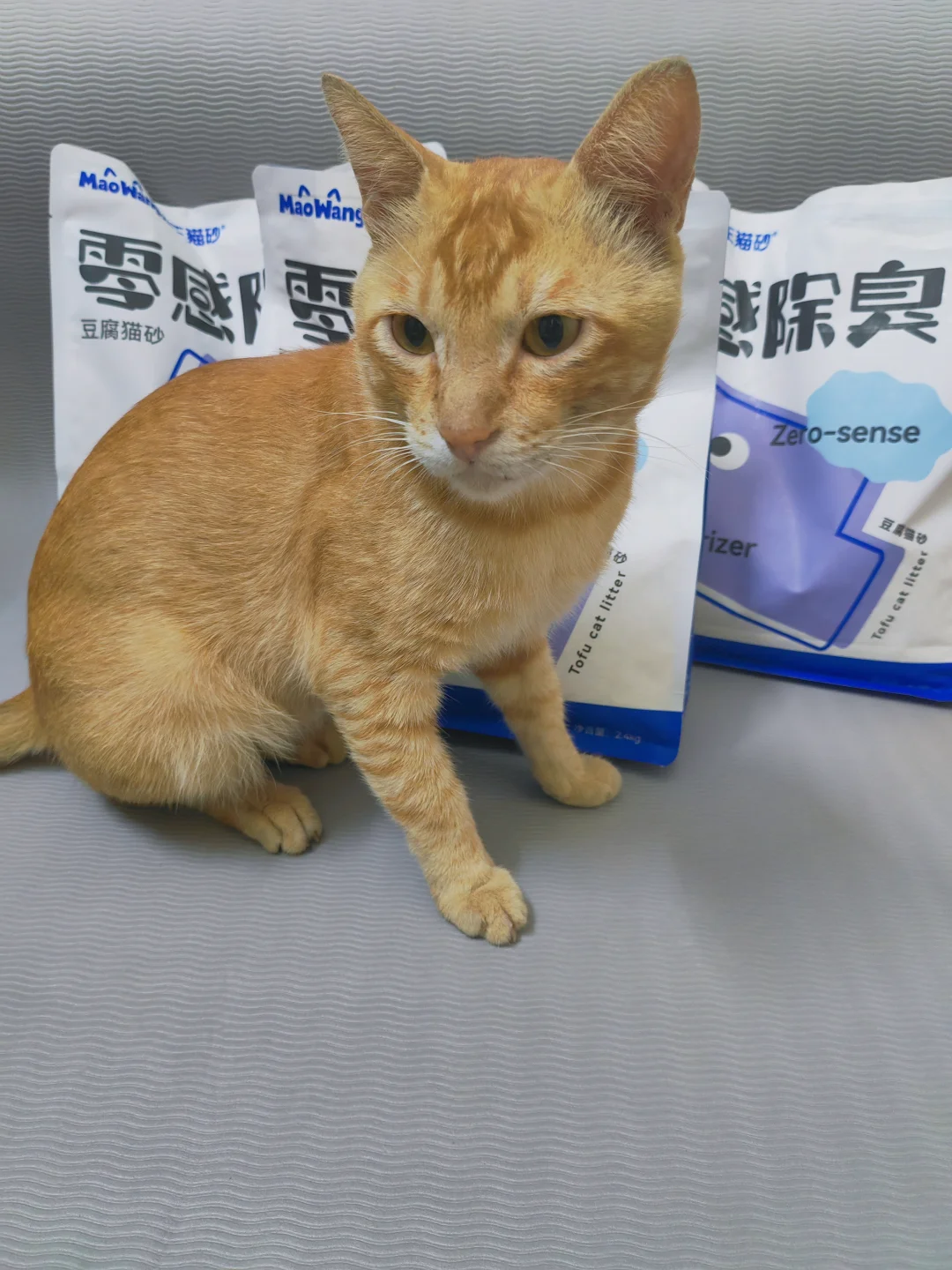 养猫循环日常：洗盆 + 换新猫砂
