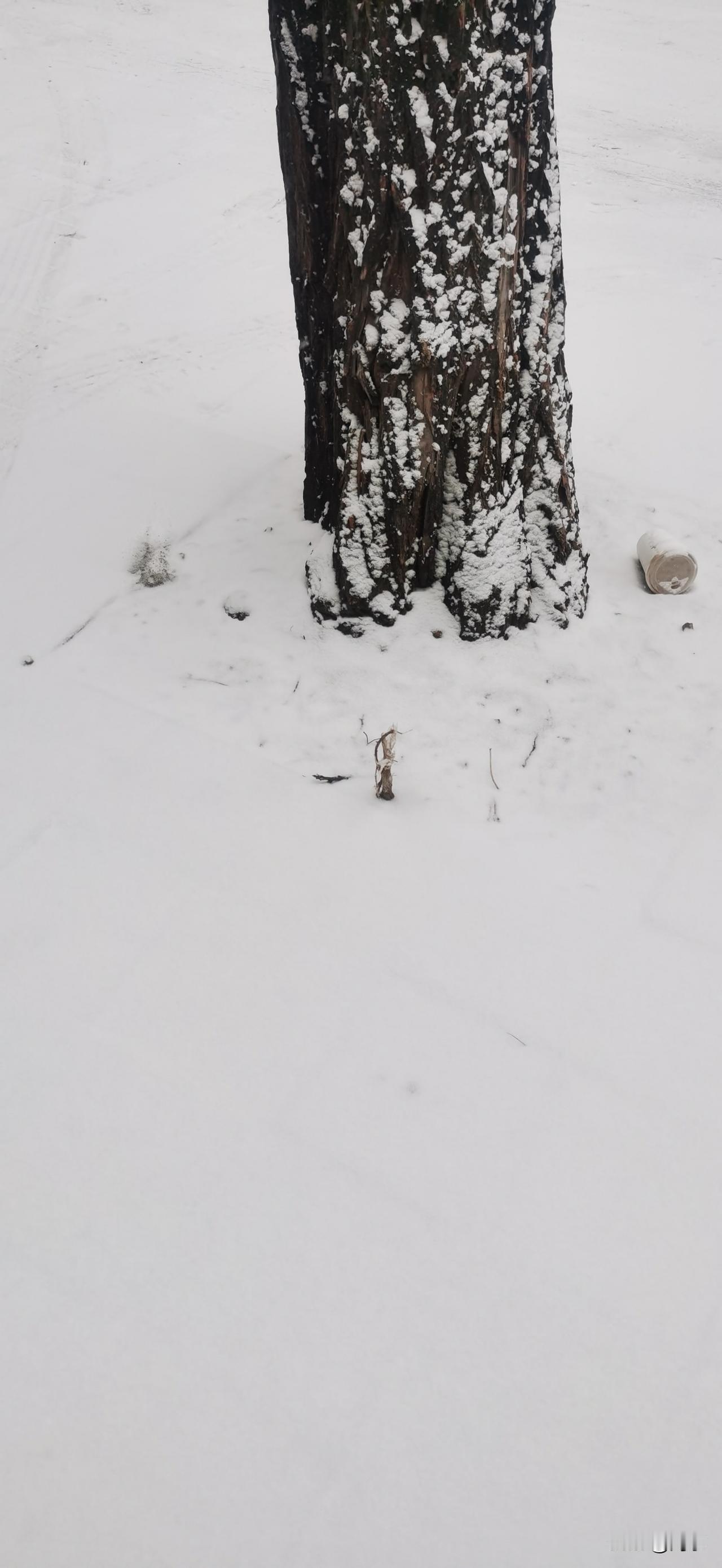 北京下雪了！

昨晚，天气预报说北京有雪，下午去学校接儿子的时候，能够明显地感受