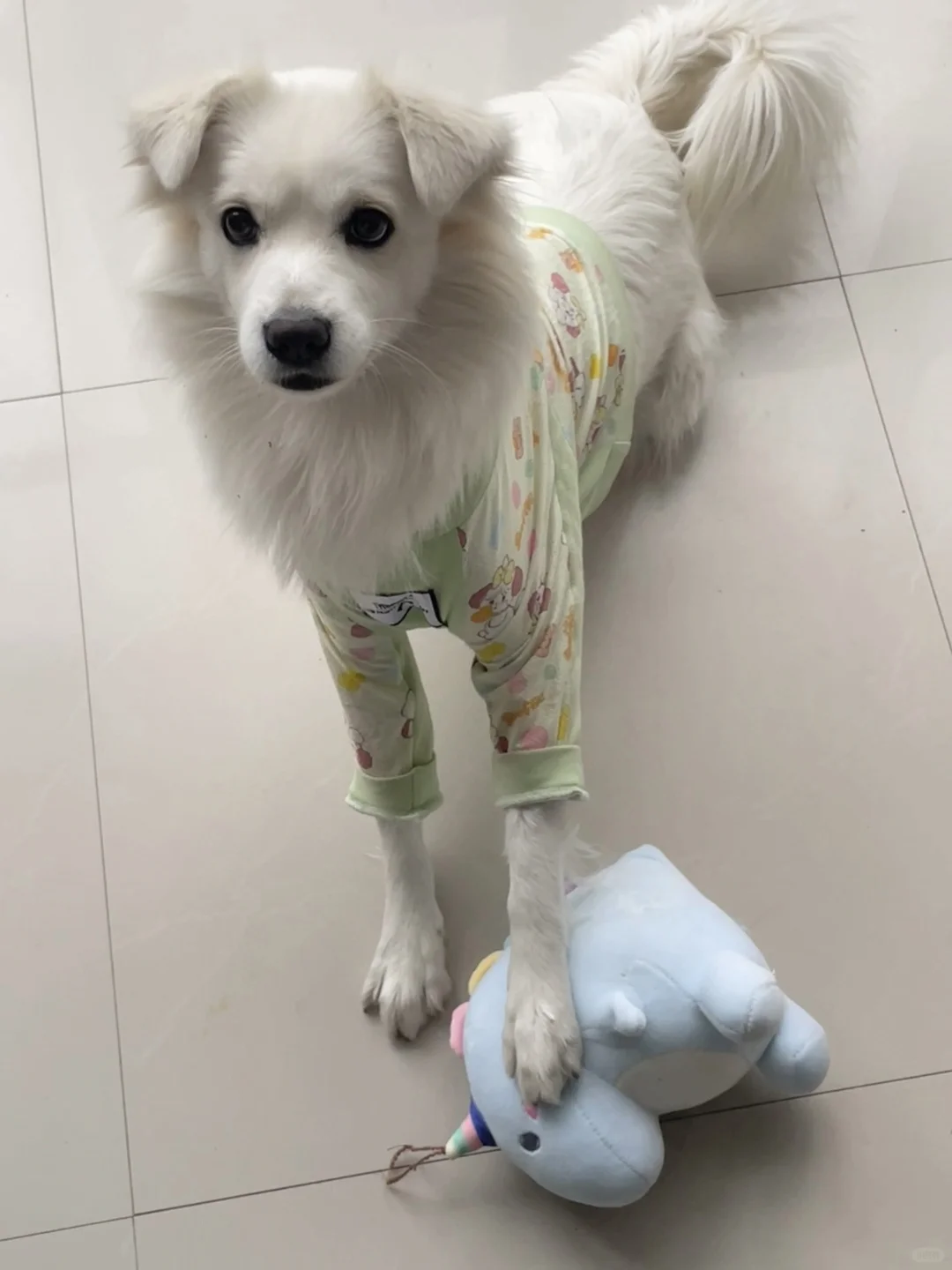 ee们快来围观小狗吃鸭肉松~