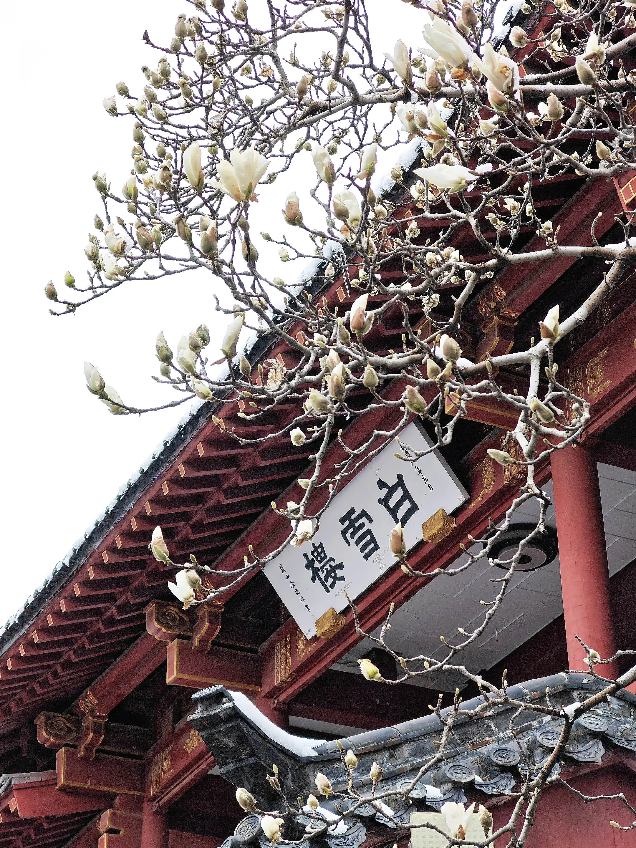 暴雪过后的济南趵突泉，玉兰花、梅花正含苞待放