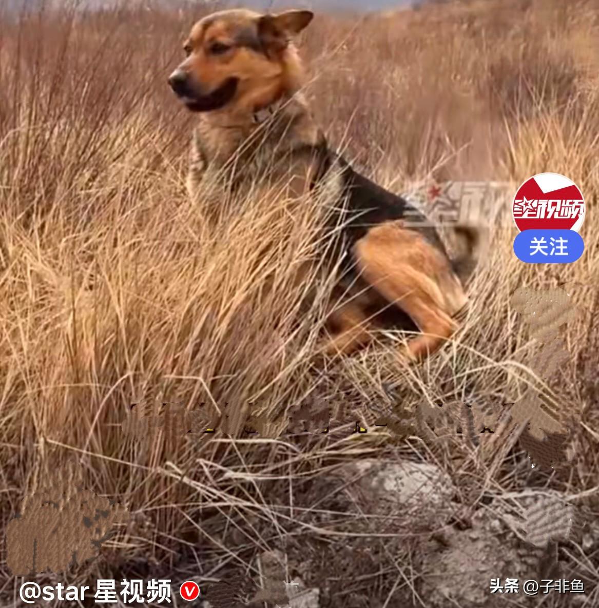 近日，山西一女子自己上山去捡地皮菜，捡着捡着、走着走着就找不到路了，那个山沟特别