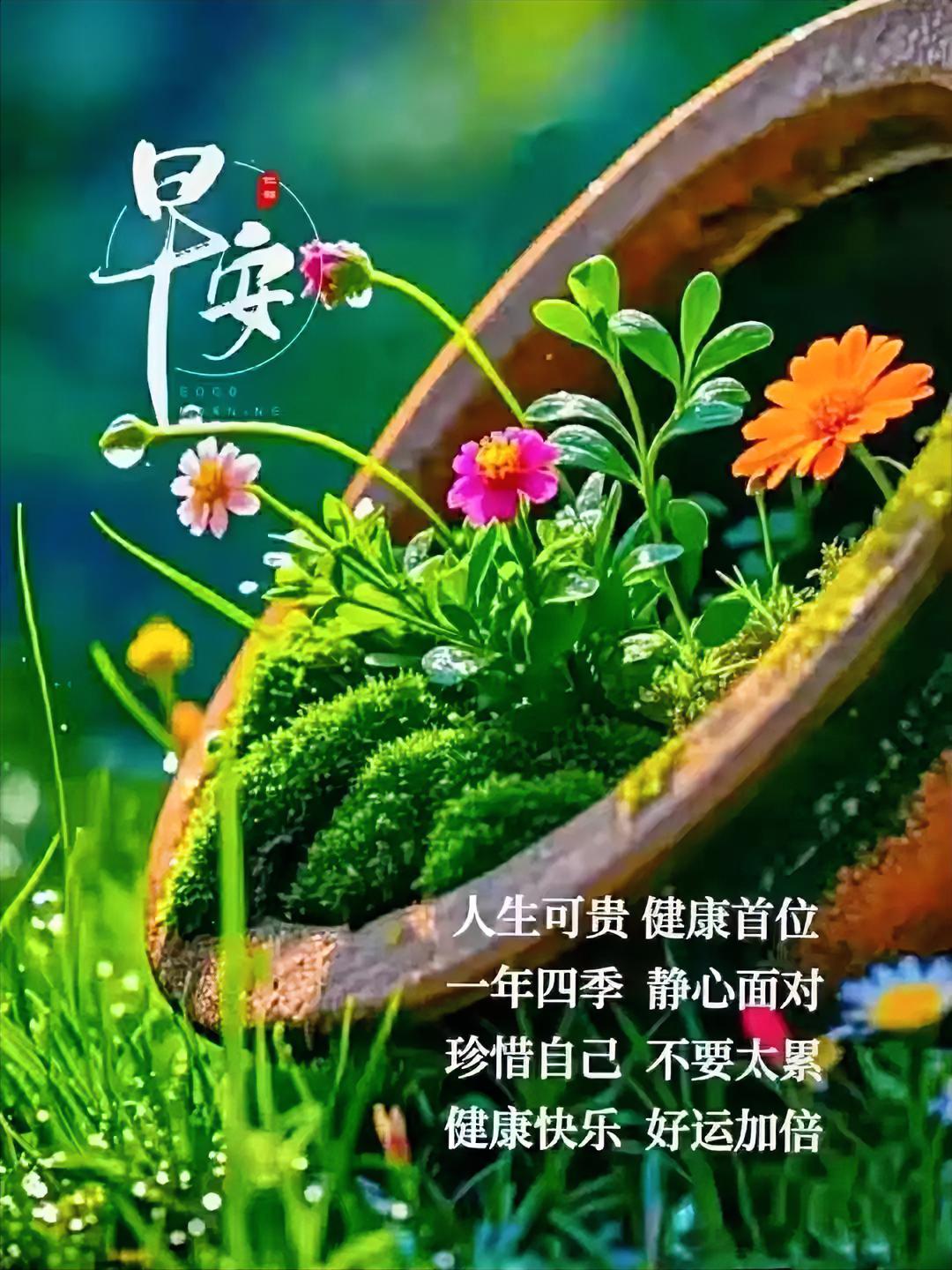 早安！花儿在陶盆里笑，绿意盎然，提醒你：健康快乐，好运加倍，别太累哦~
住在六盘