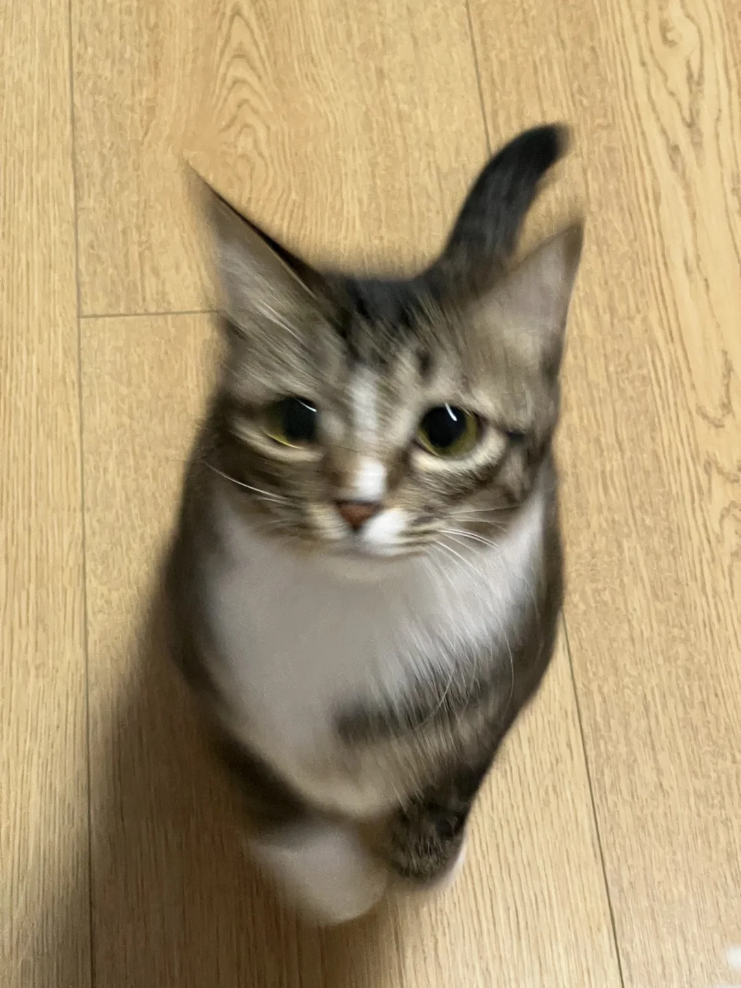 要被小猫突进live图萌晕了