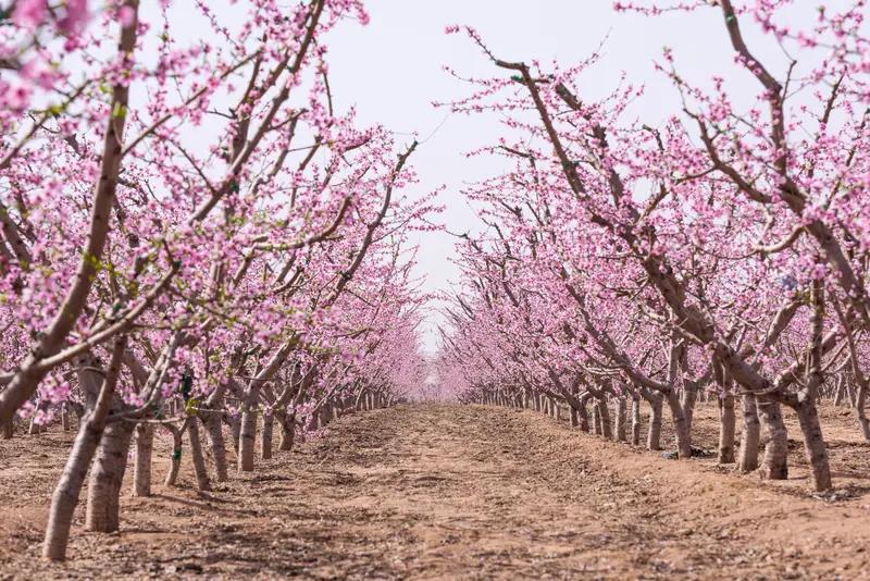 这首《七绝•春花秋叶》着实写得美妙至极！“落叶归根暗蕴葱”，仅这短短一句，便将落