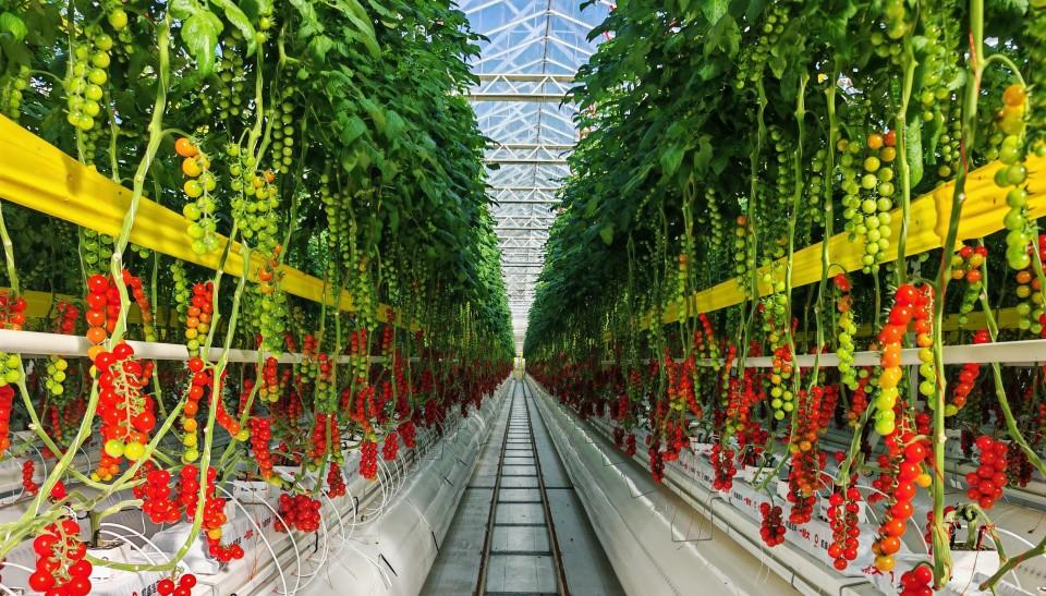 《生菜大王跨界卖番茄！一颗卖出10亿，新农人凭啥“封神”？》

曾垄断快餐巨头生