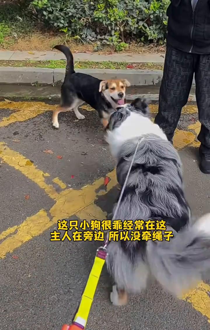 蓝牙连接成功。这只小狗很乖，经常在这，主人在旁边所以没牵绳子。拿铁成年后能遇到玩