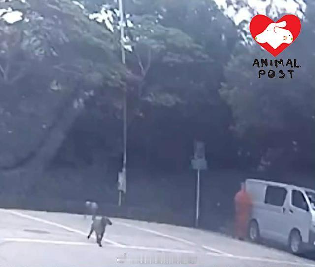 要爱护动物香港法律香港执法 「狗狗兄弟被人駕車遺棄大帽山 溫馴兩狗待原地由義工救