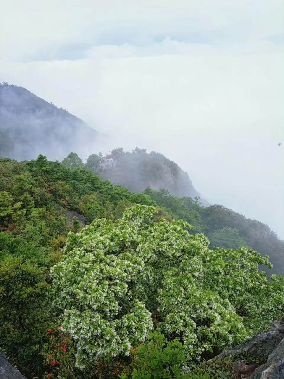 【鼓岭十余株百年流苏花进入最佳观赏期】

一百多年前，居住在鼓岭的洋人种下流苏树