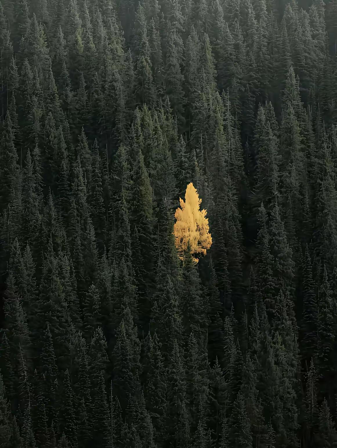 在一片郁郁葱葱生机盎然的大背景中，个体的死亡显得那么尖锐耀眼。恰似生如夏花之绚烂