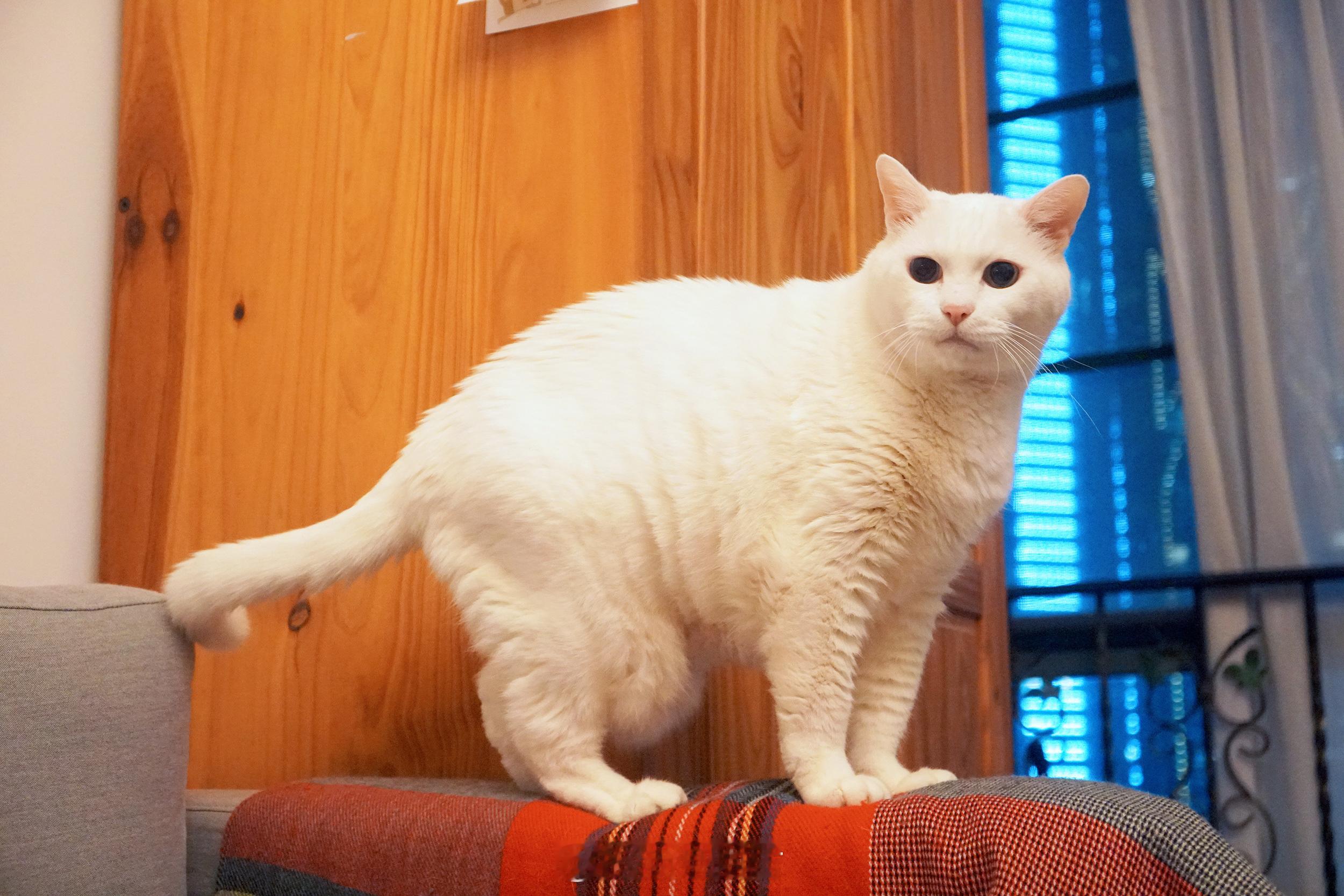 大家的注意力，應該都四集中在偶帥氣的臉龐吧～#我是白吉##家有諧星貓##誰沒有霹