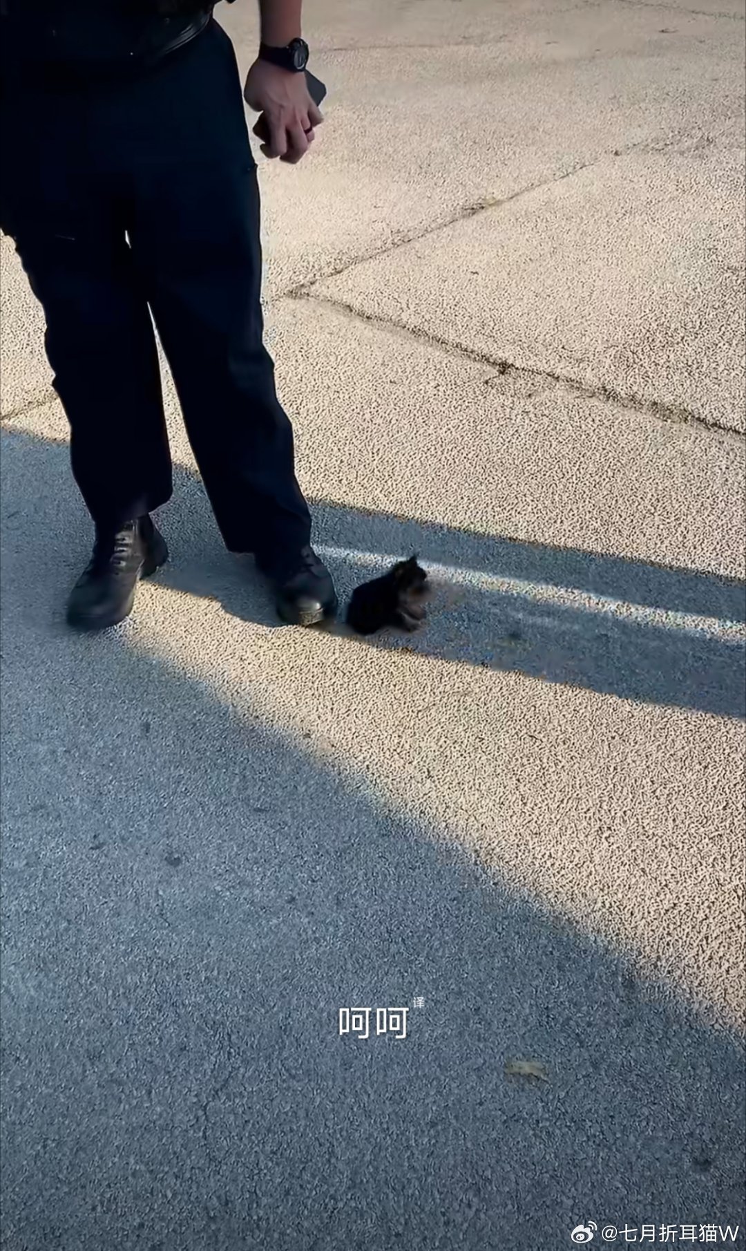 小警犬刚到警局就被全体同事的围观了好可爱啊，还没满月就出来上班了，这算不算雇佣童