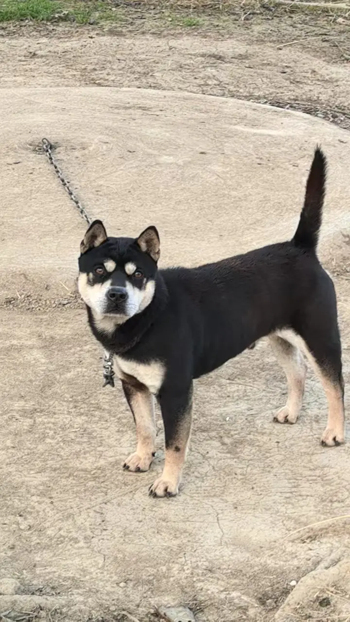 瞧这只四眼田园犬，威风凛凛地立在那儿。它那标志性的“四眼”，好似镶嵌着...