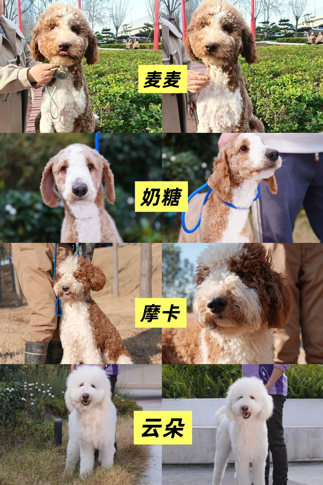 寻找海外温暖家·四只巨贵待领养
