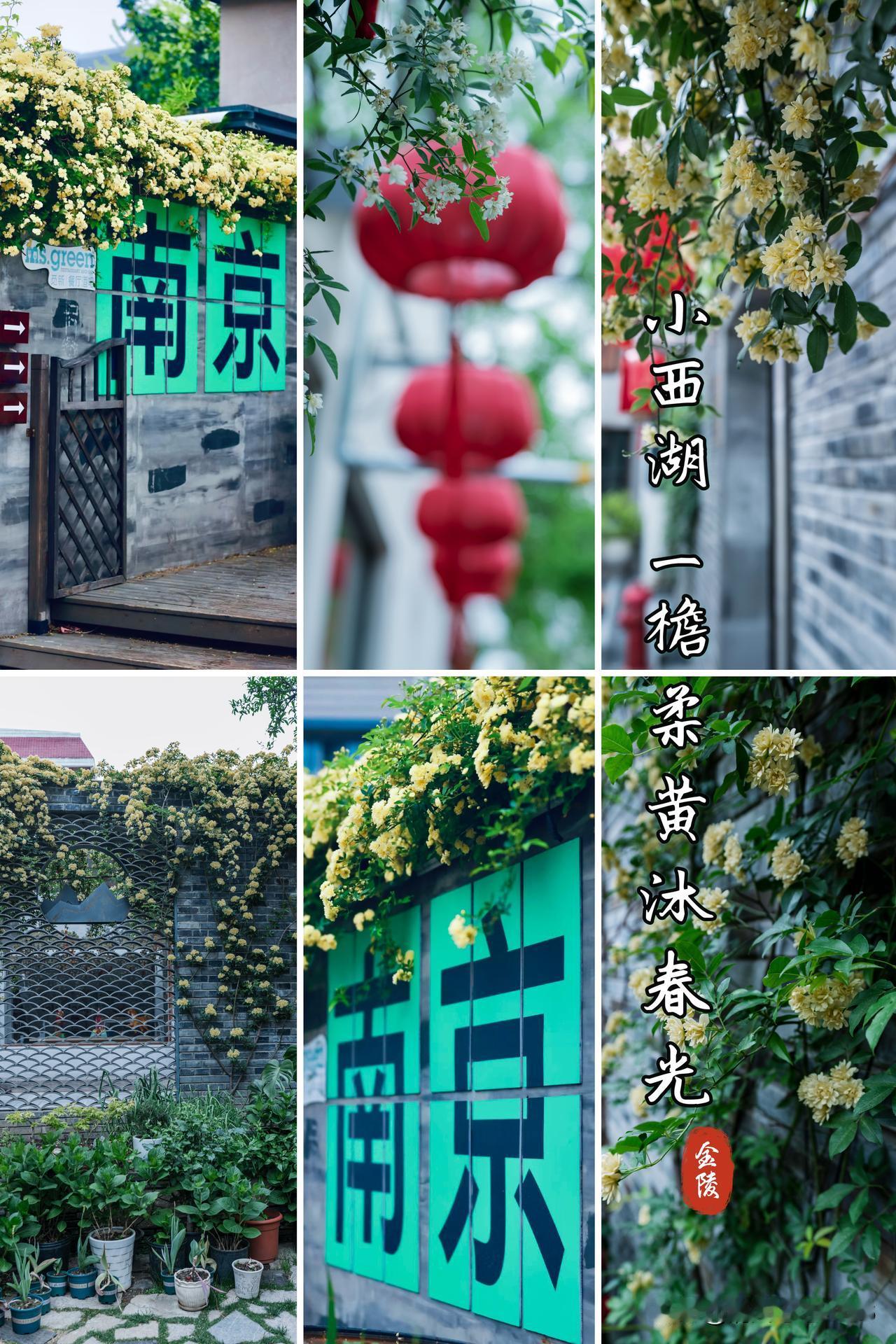 金陵巷隅  一檐柔黄沐春光

小西湖的黄木香漫墙盛放
鹅黄繁蕊轻缀黛色春梁
青砖