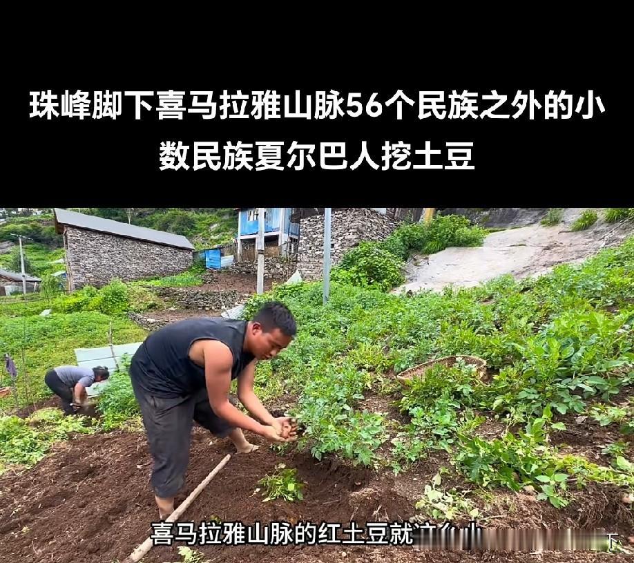 这种土豆能好吃么[what]