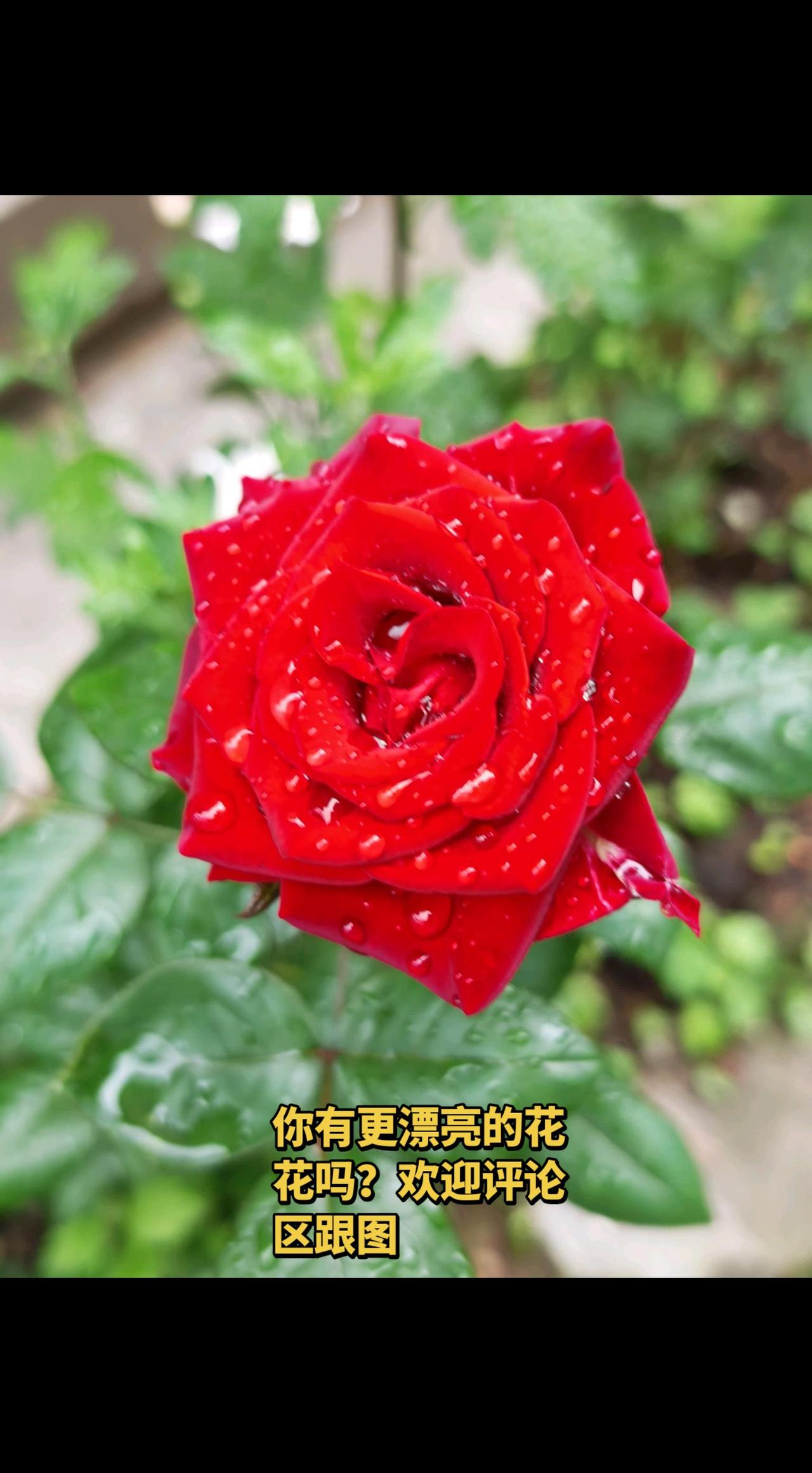 把你拍的花晒出来看看
