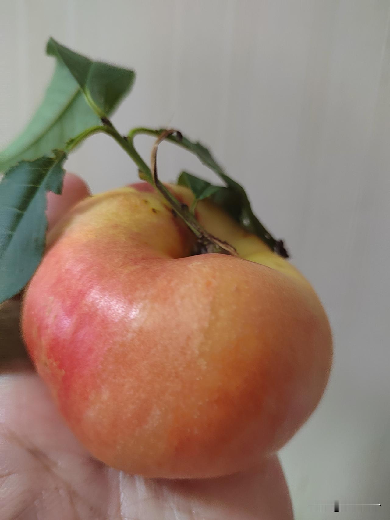 别看到处都是卖桃子的。但是好像除了黄水蜜紫甘露久保桃，真的本地的桃并不太多，就连