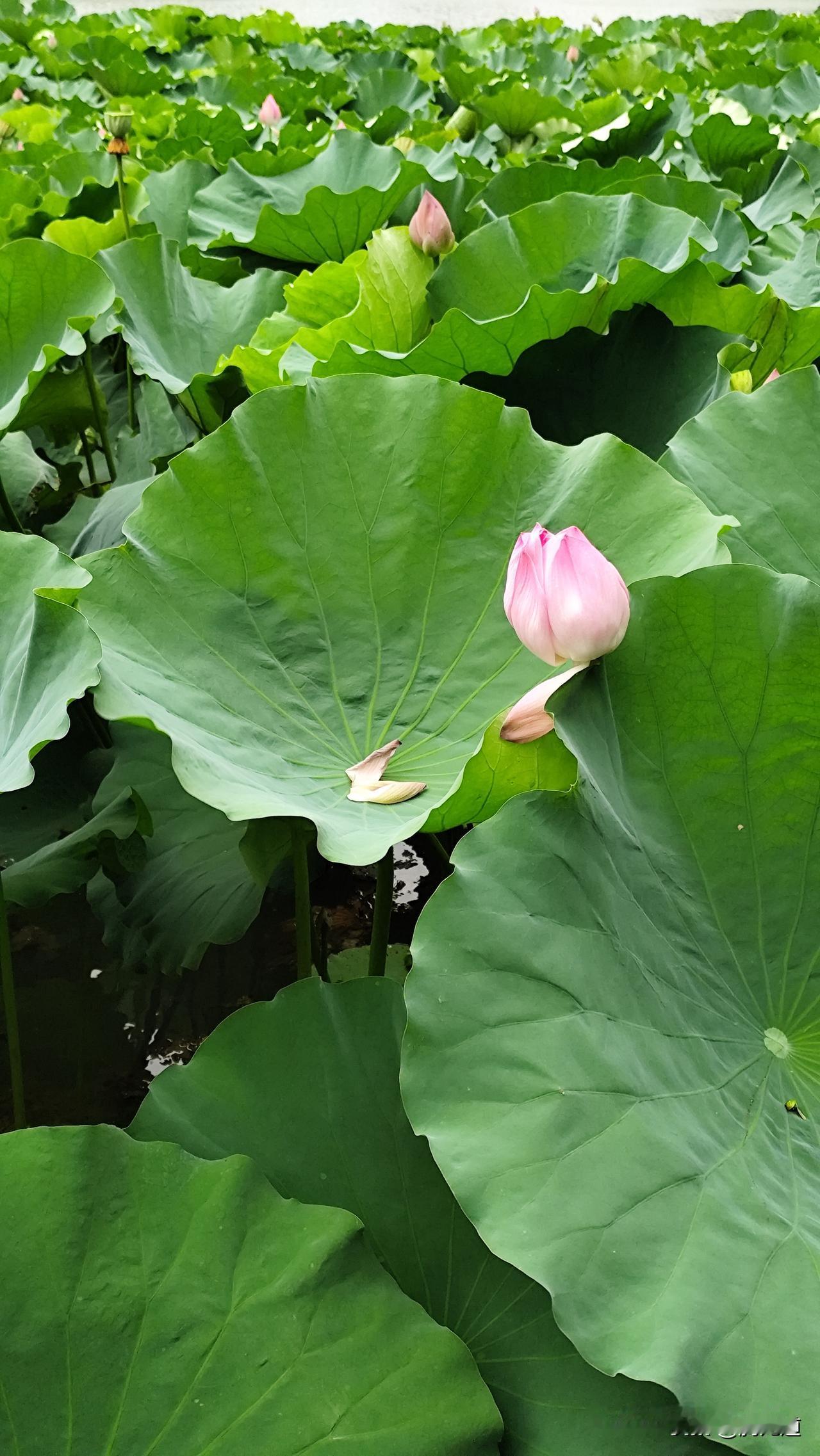 上联：江山不老。诚邀下联？下联：岁月常