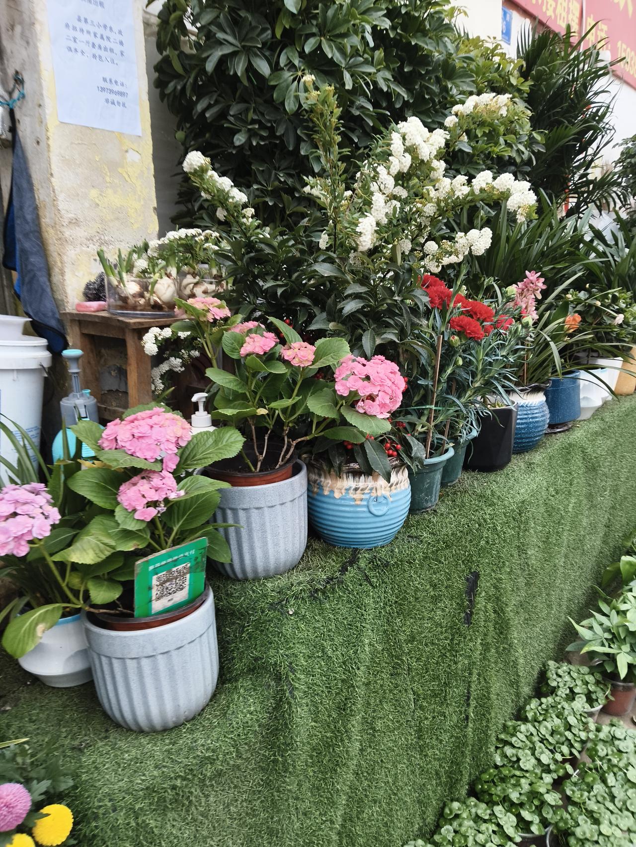 新年爱好打卡我们这卖花的非常多呀，以前是总共就那么两三家，现在呢是每一条街上都有