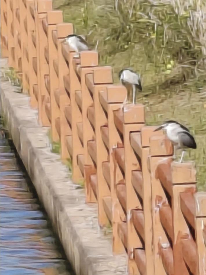 雨落千山净
日照三鸟呆