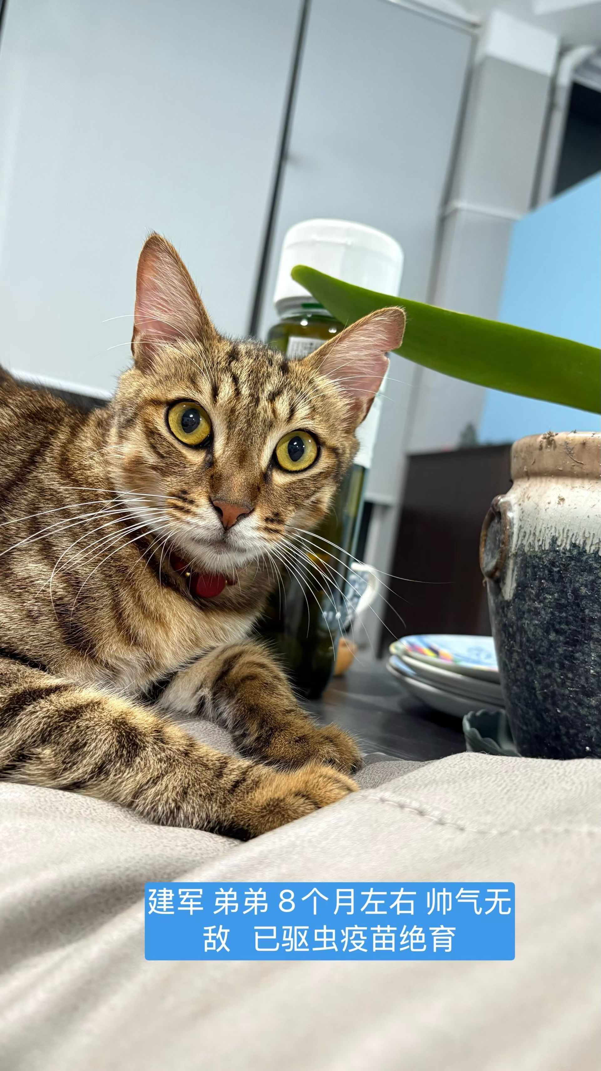 还没有领养出去，我还是想说，是我们中国最好的梨花猫。免费领养