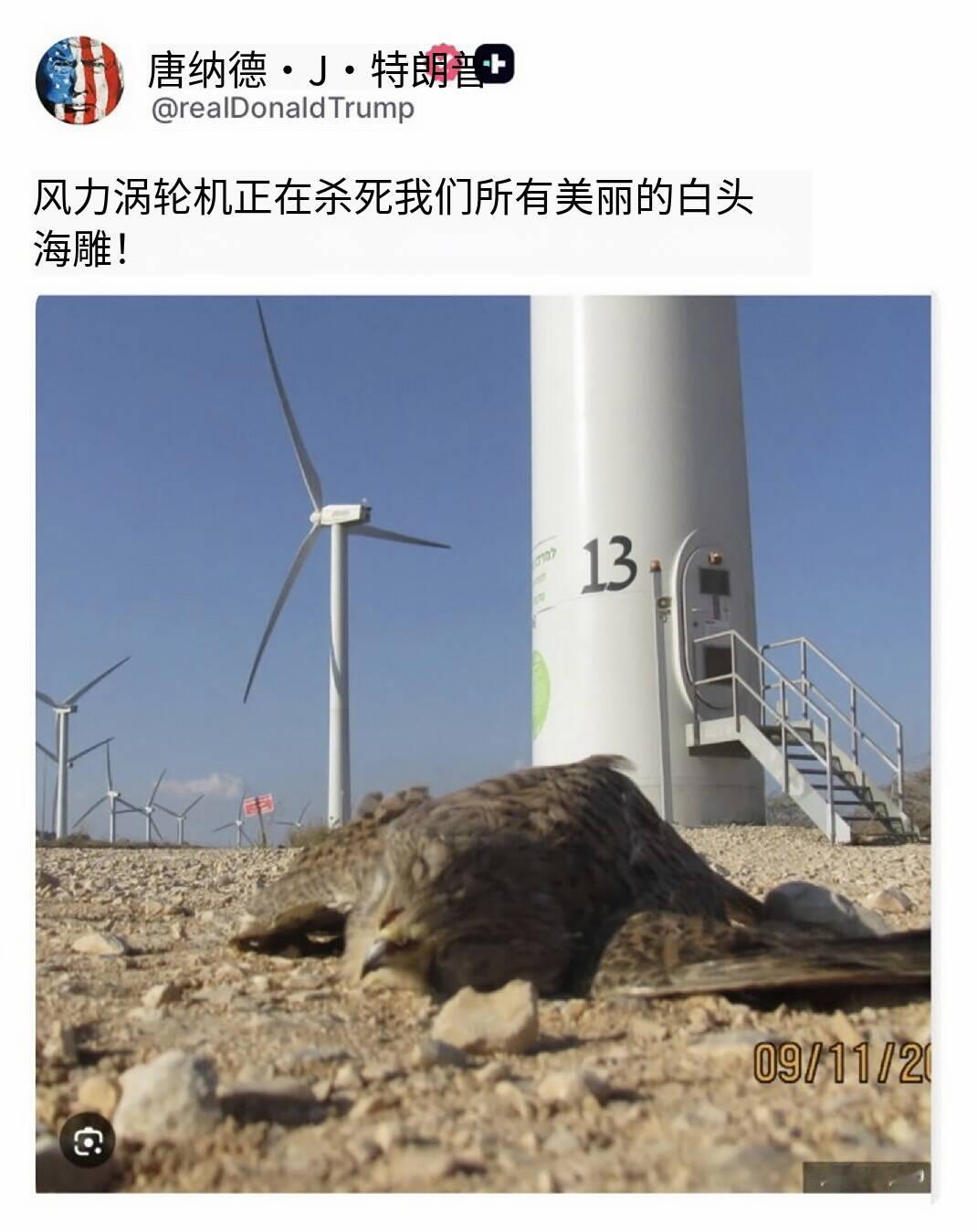 新闻快讯——特朗普称：“风力发电机正在杀死我们所有美丽的白头海雕！