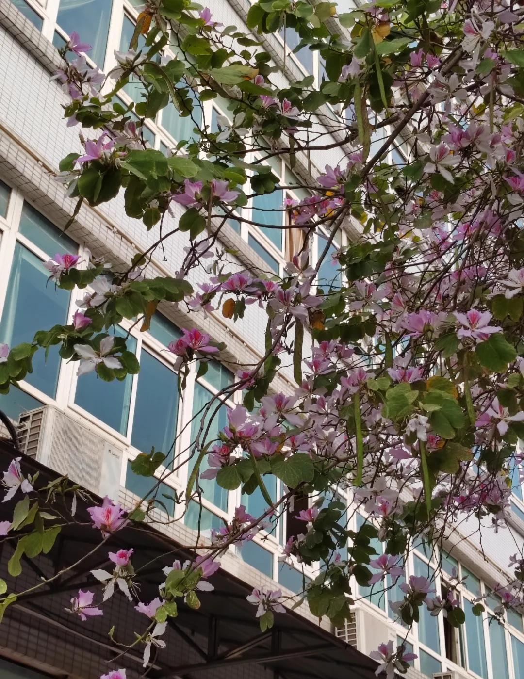 紫荆绽放省实路
广州