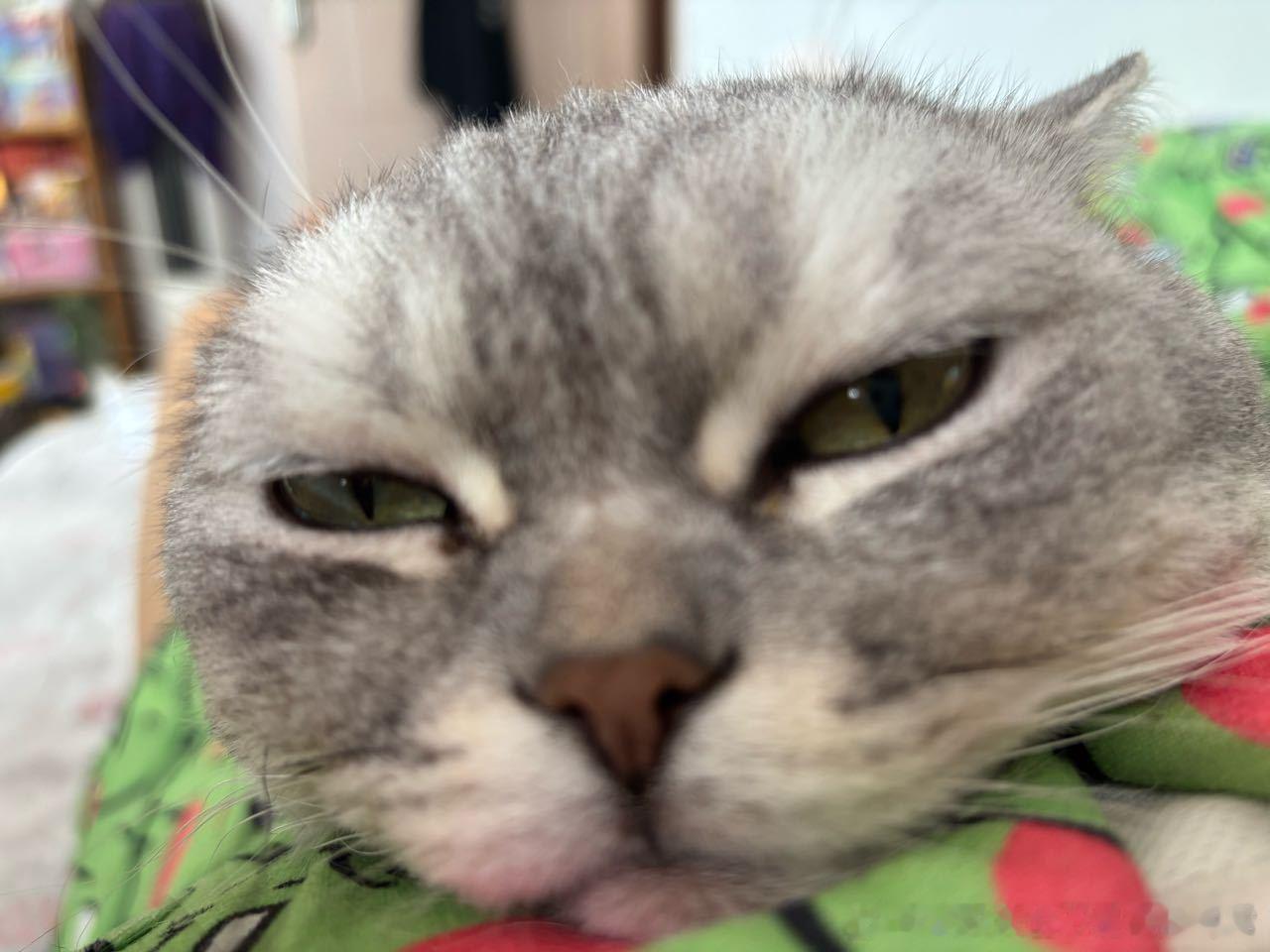 49400【丑猫】全世界倒数第一漂亮的三只猫 