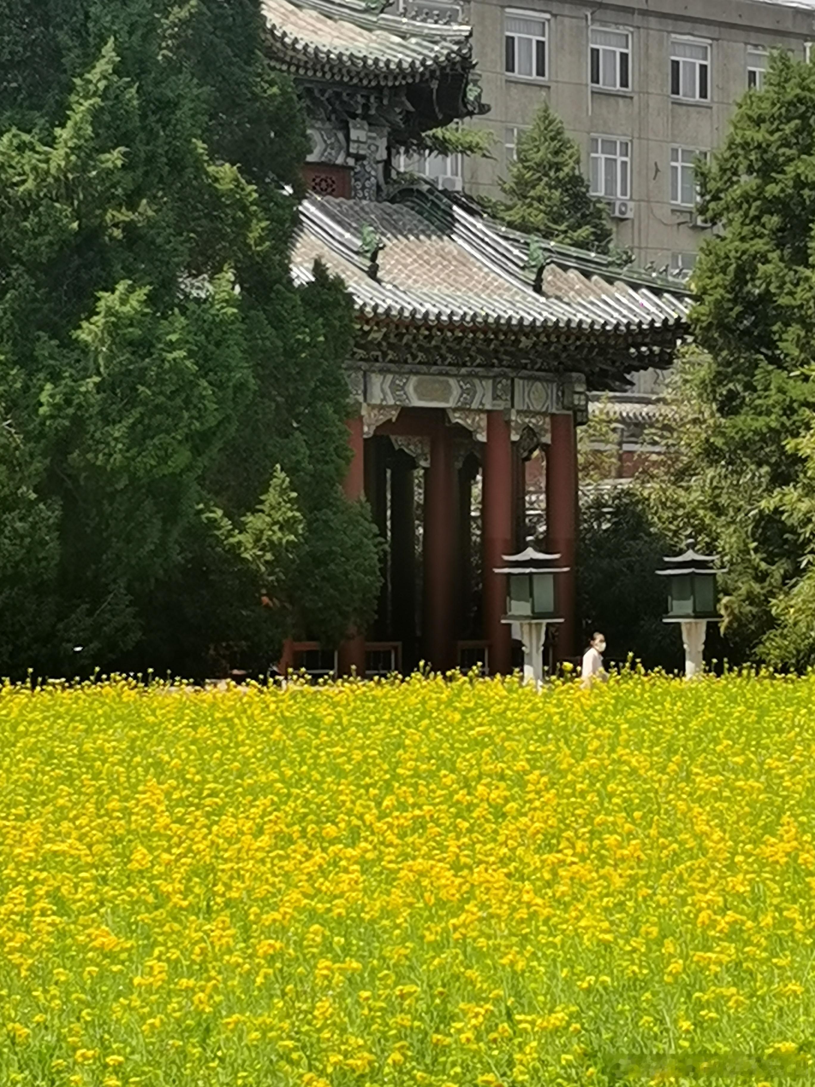 北京北海公园万佛楼油菜花盛开，摄于五月十三日。  摄影​​​