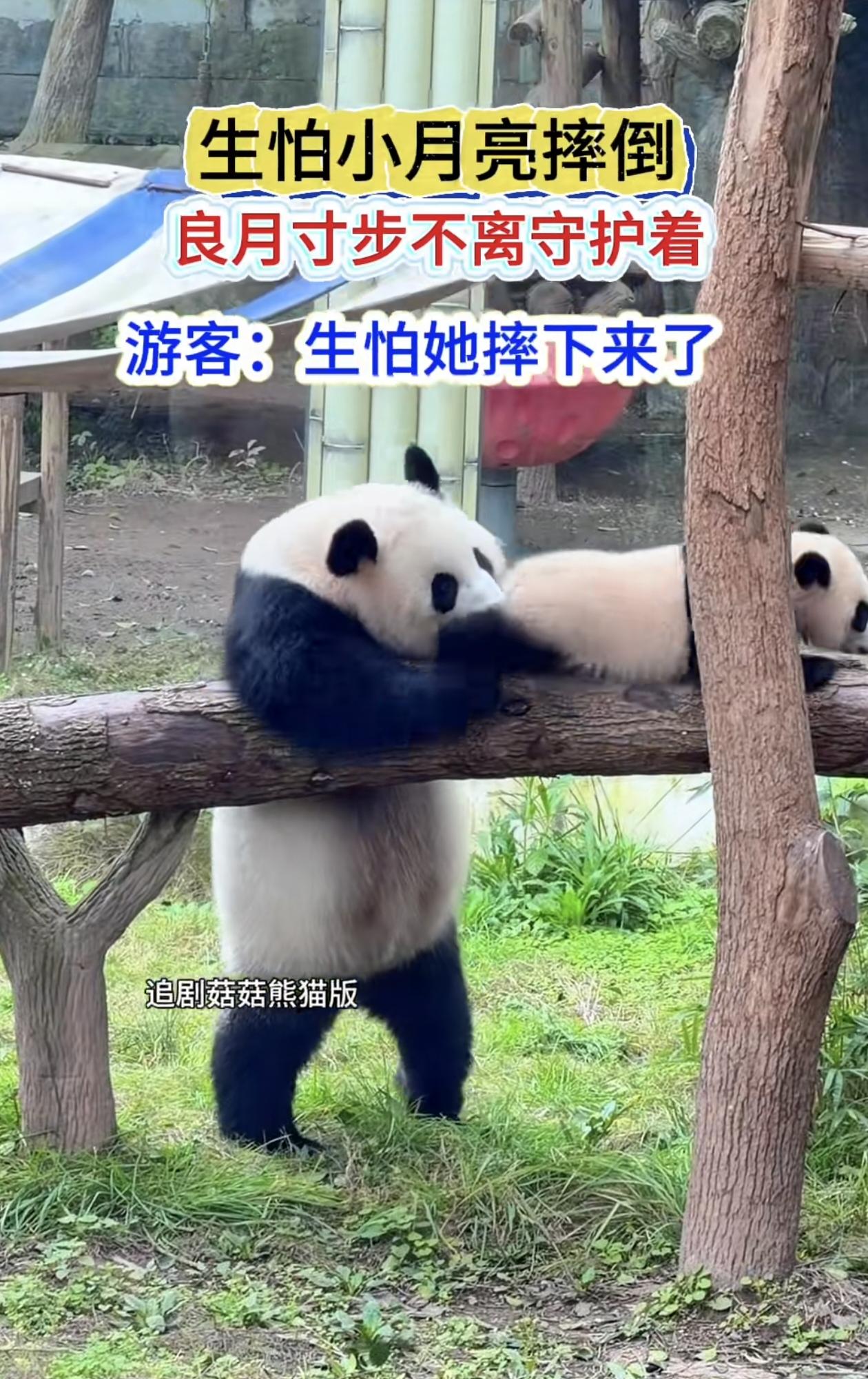 大熊猫良月是重庆动物园有名的“女壮士”，性格活泼又彪悍，自从有了女儿小月亮，日常