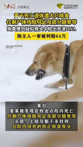 内蒙古一男子养了11条狗，雇了位60岁老人看护，后来老人不见了，而狗却在啃骨头！