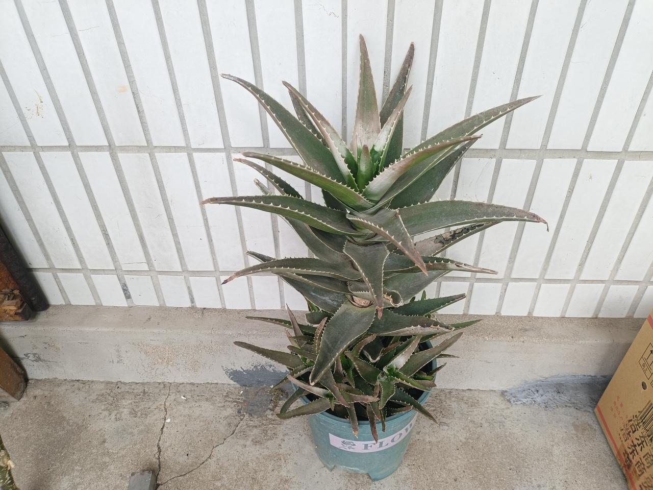 师父说过，
看见别人练拳不要乱插嘴，
大部分人都不喜欢别人评价自己的拳艺，
尤其