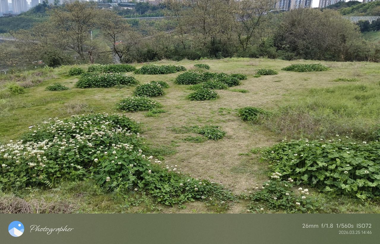 今天，岛上柯医生的“京华城”案和挪用竞选资金案就将宣判。由于控方准备充分，大概率