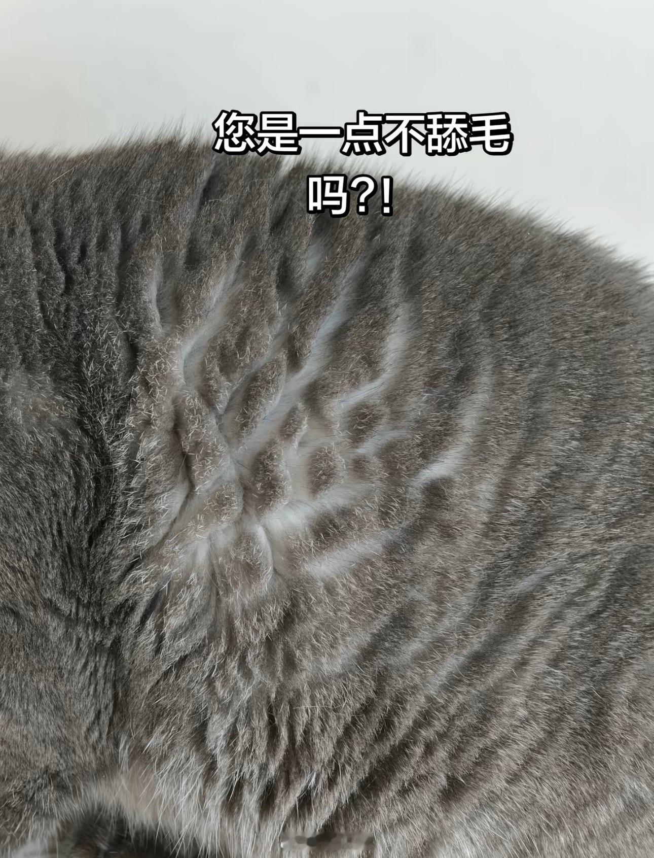 全世界倒数第一爱舔毛的猫 