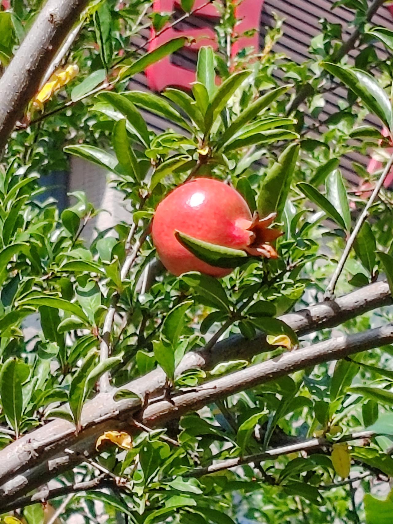 秋爽
江天月满夜初凉，
露润青芜菊染霜。
谁道西风吹木老？
榴熟柿黄桂花香。