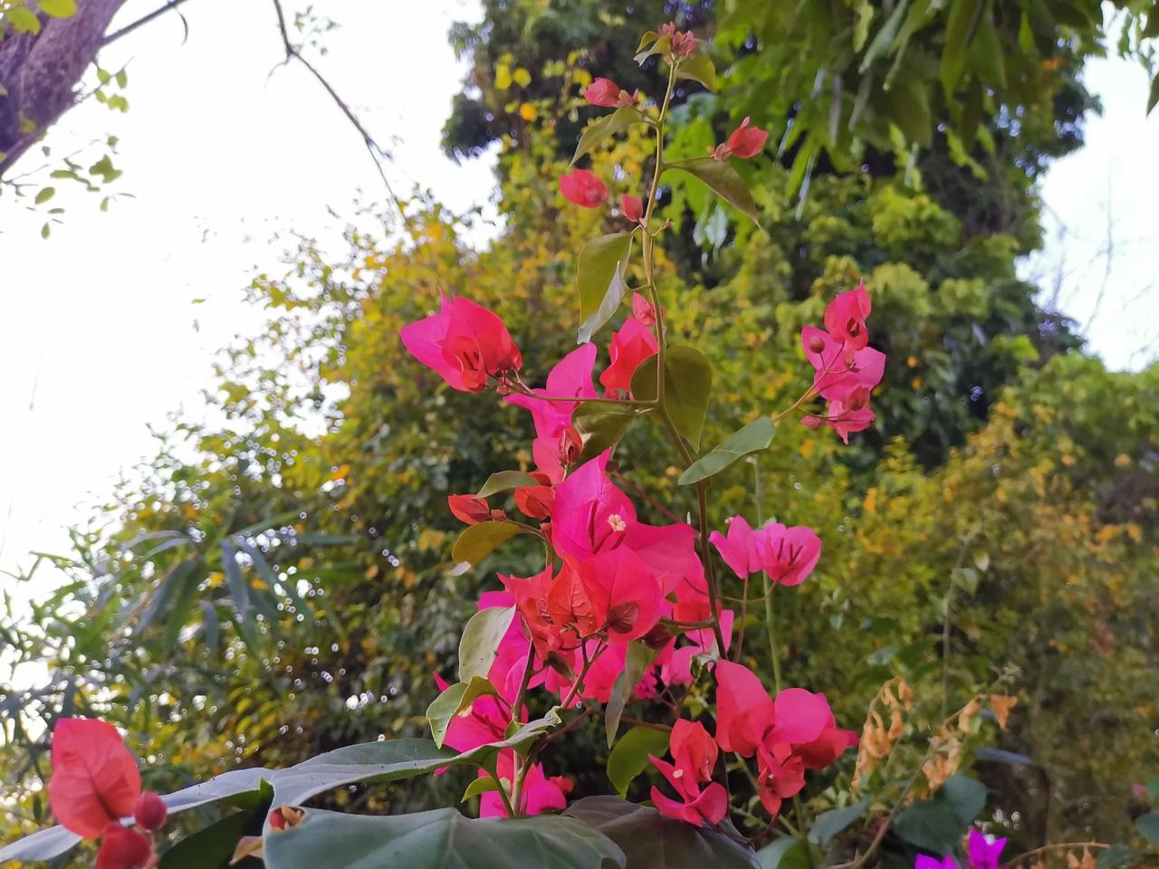 三角梅：红艳花开，芳菲满园。#秋日绽放的花# #三角梅美丽随拍# #随手拍下三角