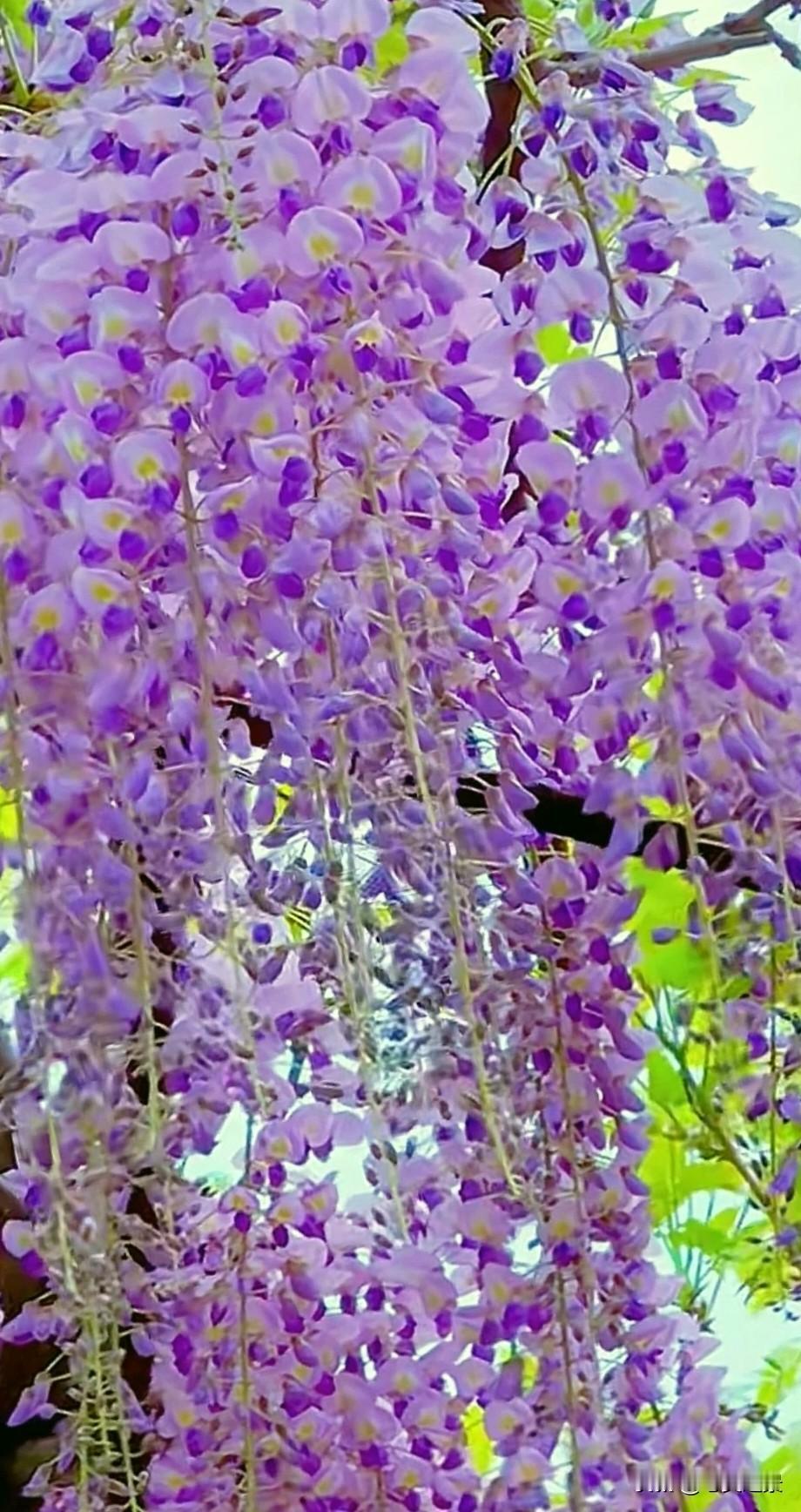 紫藤花从不起眼的藤蔓，长成了震撼人心的紫色花瀑，是因为它在无人看见的角落，默默扎