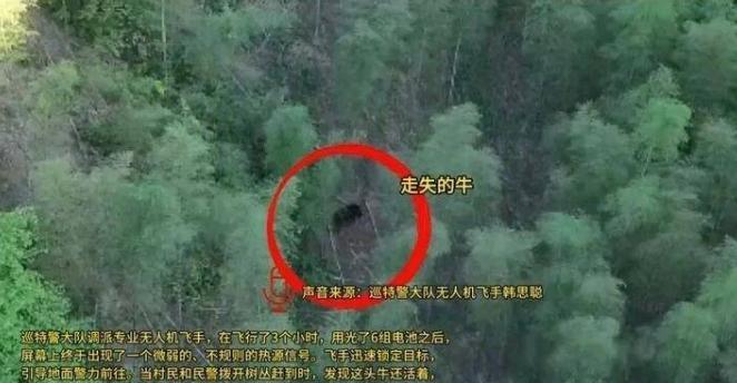 绝境坚守 20 天！杭州建德一头 1300 斤大黄牛莫名失联二十天，意外被缰绳缠