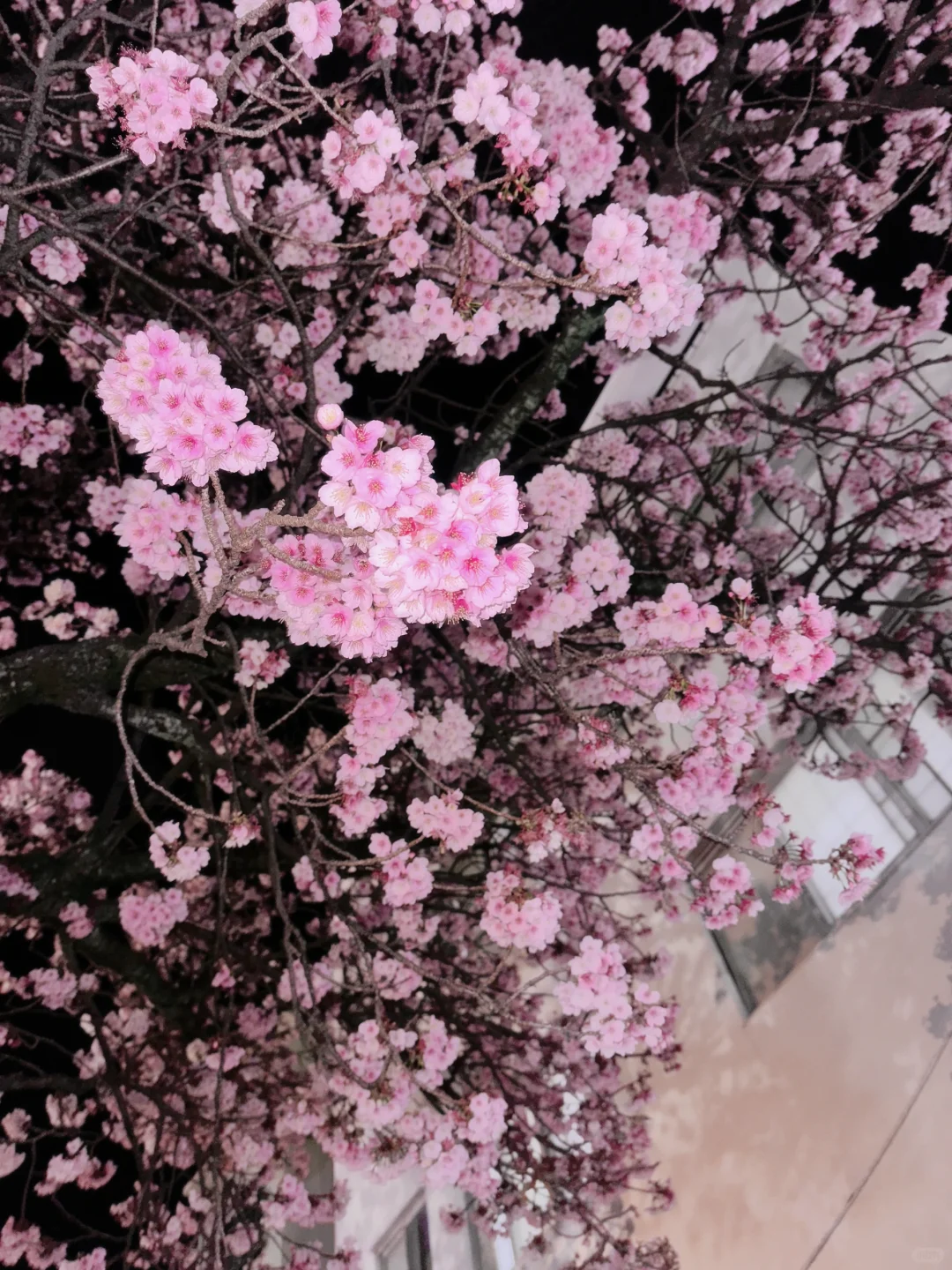 日本热海的夜樱没让人失望🌸