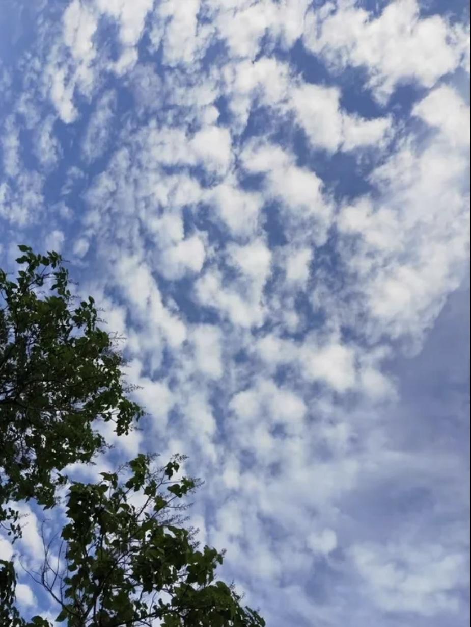 仰望天空，布满疙瘩云。‌疙瘩云通常预示着晴天或不会下雨‌，老话说‌：“天早莫望疙
