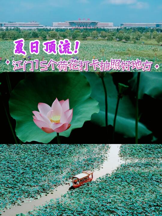 夏日顶流！江门15个荷花打卡拍照好地方