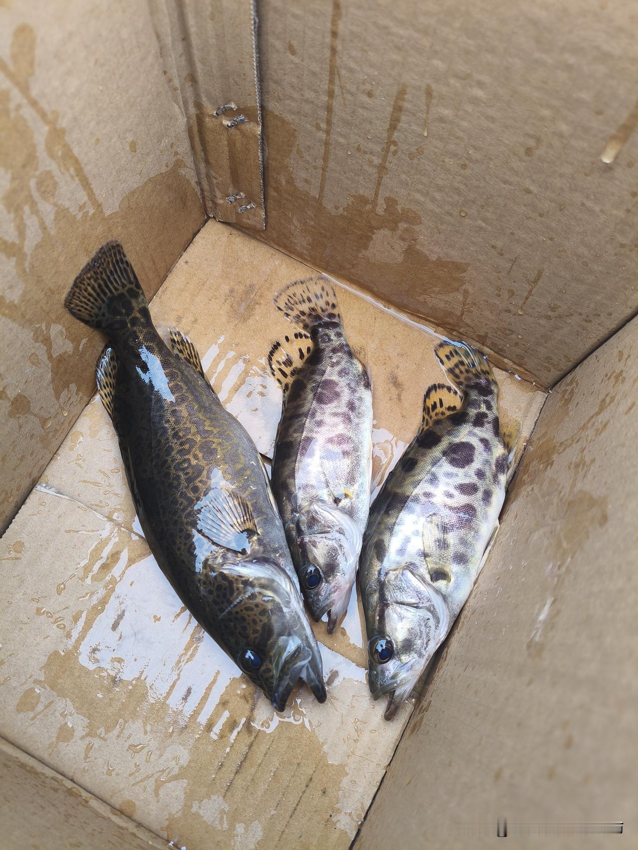 五一回湖南老家，水电站边守了一上午，连杆上鳜鱼，连少见的斑桂都撞上了钩。中午收竿