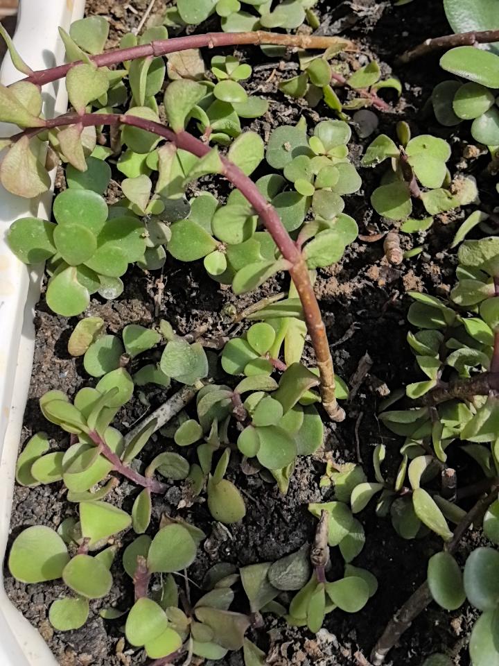 双重背叛的“合谋”两个“戏精”一台戏
这个社会病了，病的看不起＋欺负守规则、守道